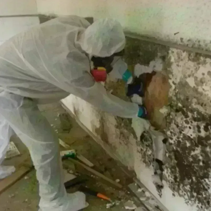 Mold Remediation and Removal in South Windham, ME